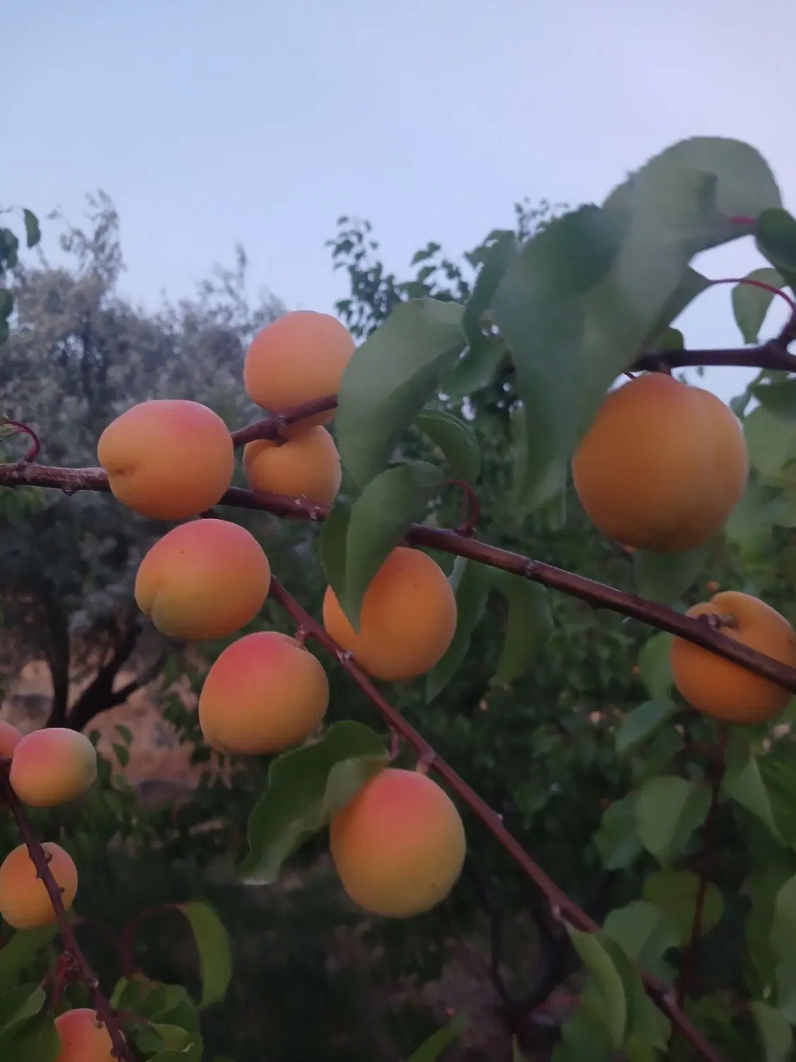 باغ ویلایی