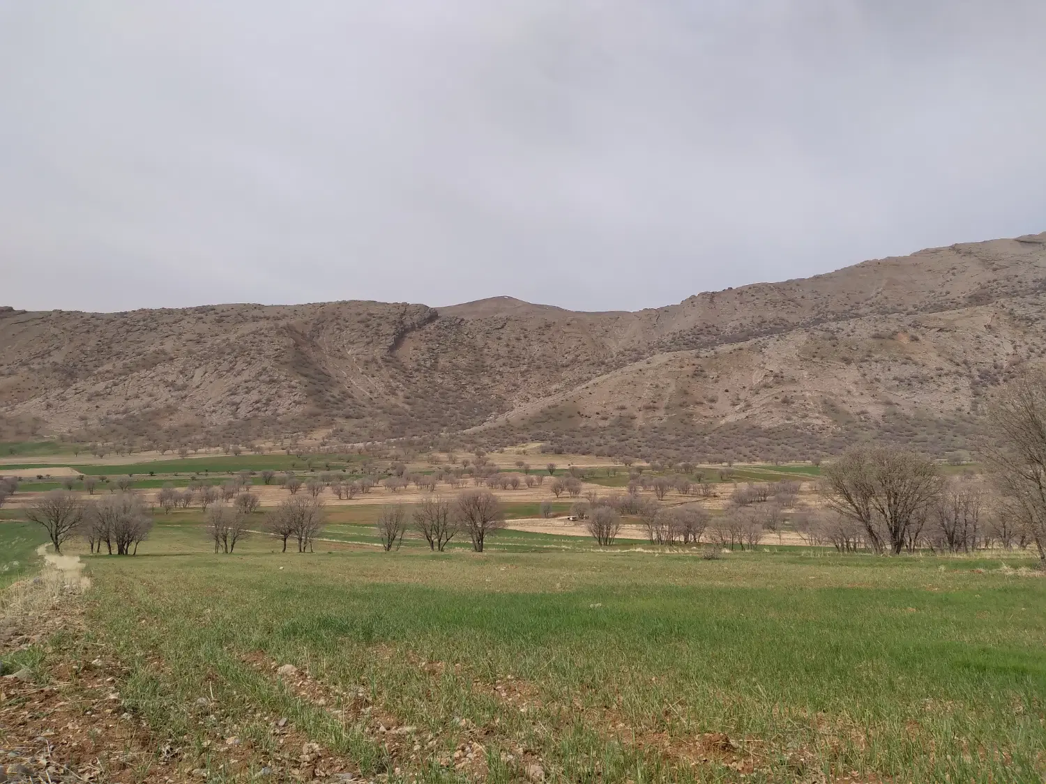500 متر زمیـن مسکونی در روستای بـرجویی