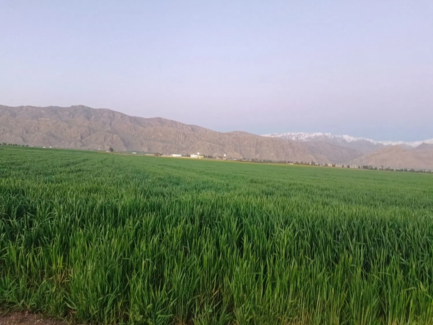زمین کشاورزی مزایده