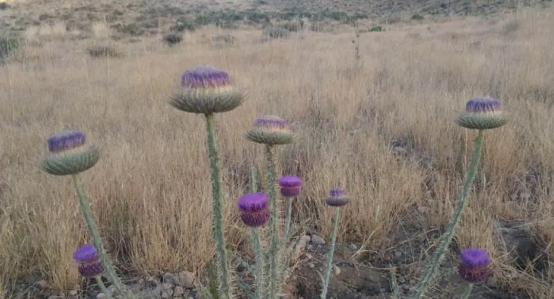 فروش زمین در جاده روستای دشت مناسب کشت زعفران