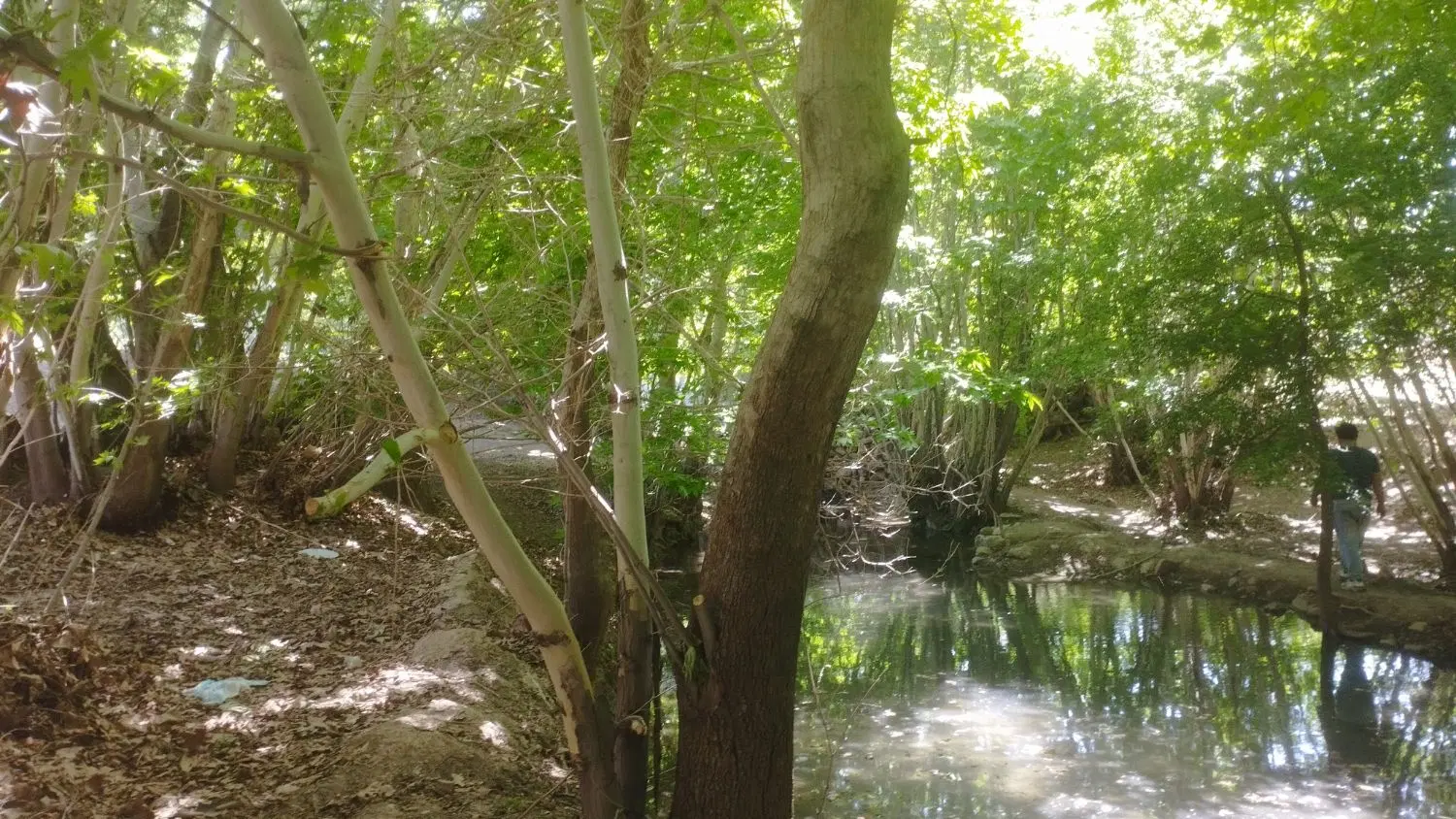 زمین روستای طبس