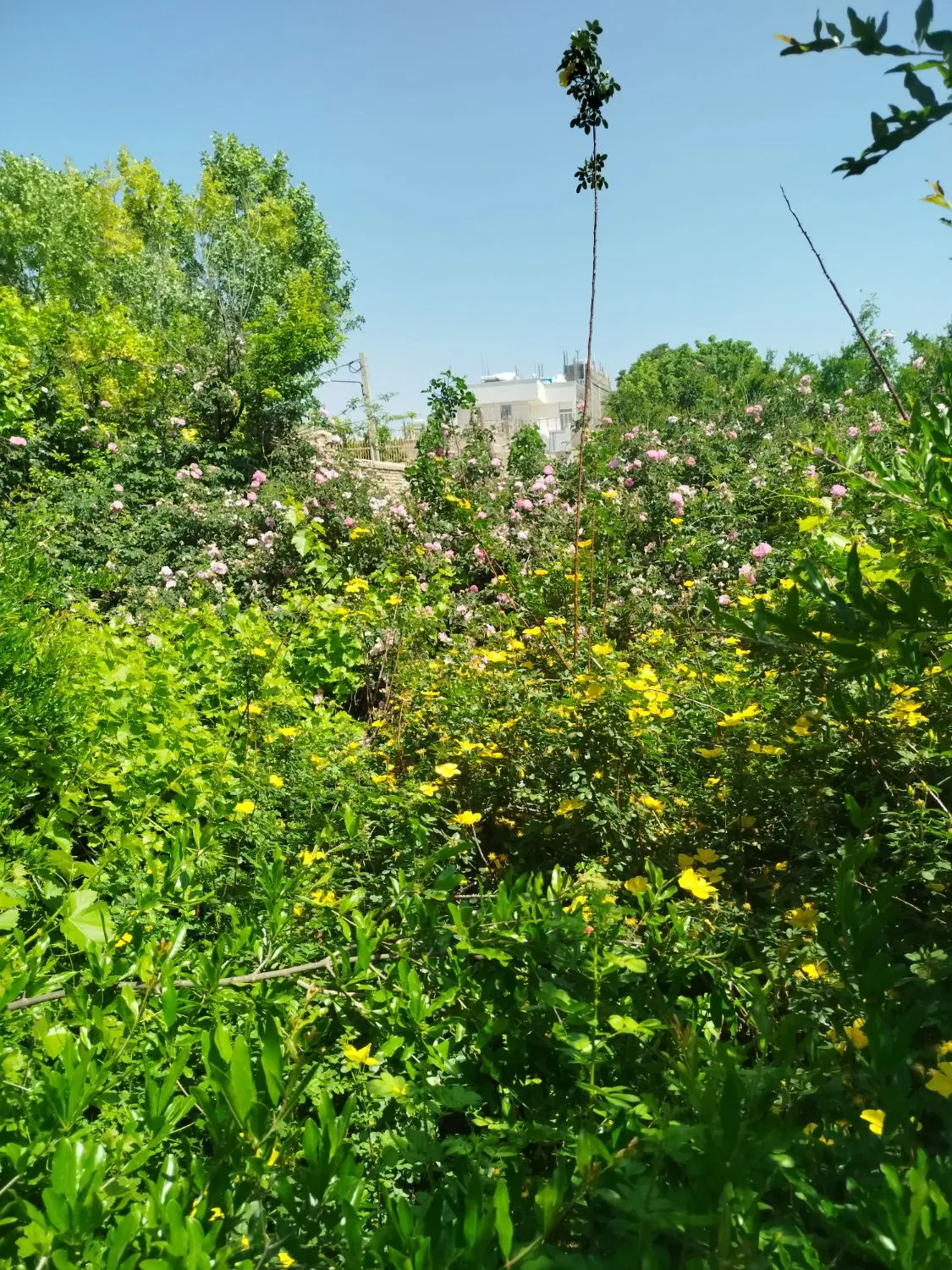 فروش باغ
