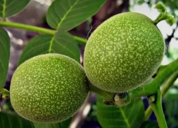 اجاره باغ گردو تویسرکان