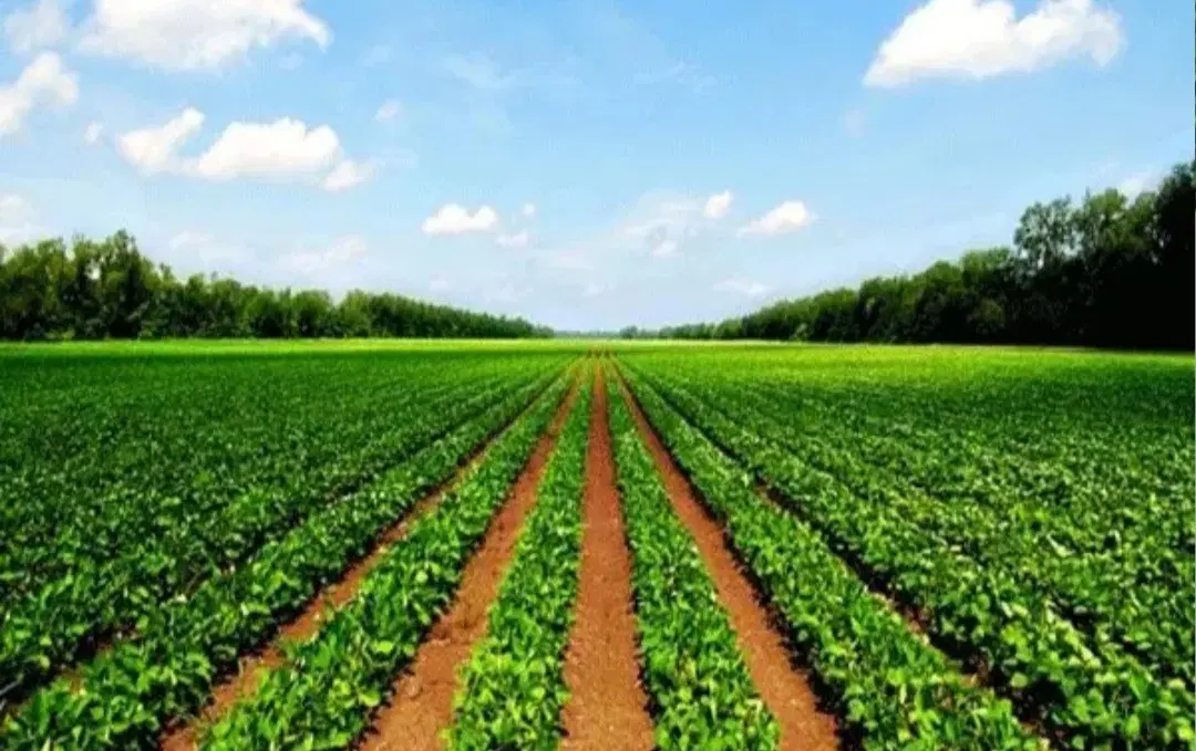 زمین کشاورزی سیخ دارنگون
