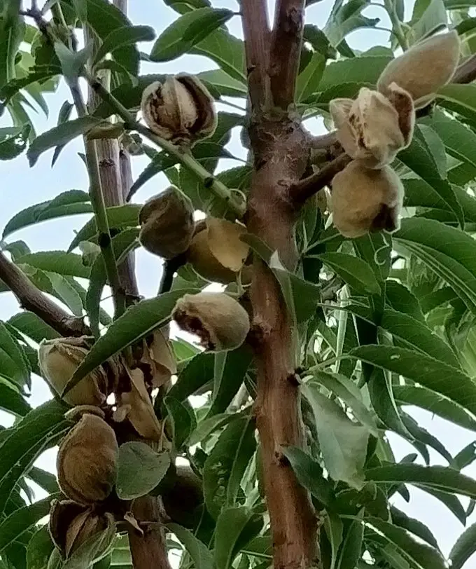 خانه باغ باصفا در منطقه توریستی بخش کهک قم