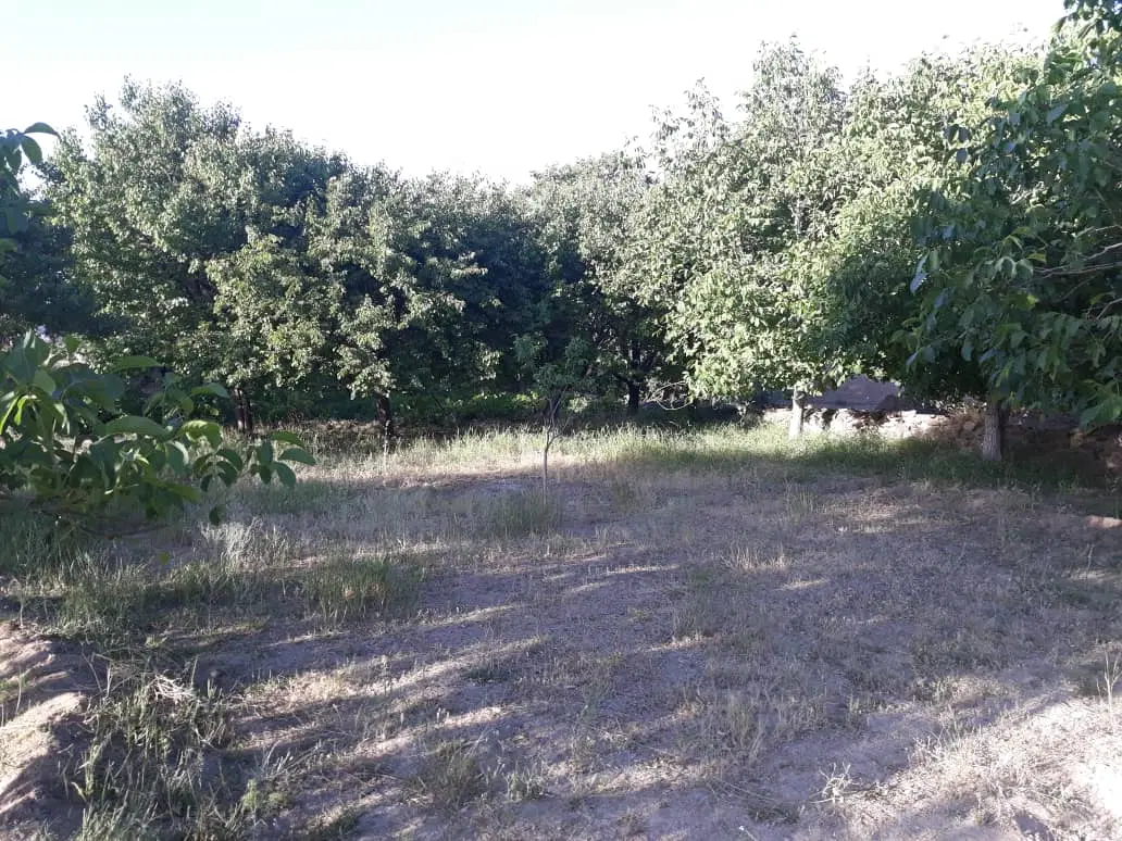 ۱۳۳۰ متر باغ در تیدجان
