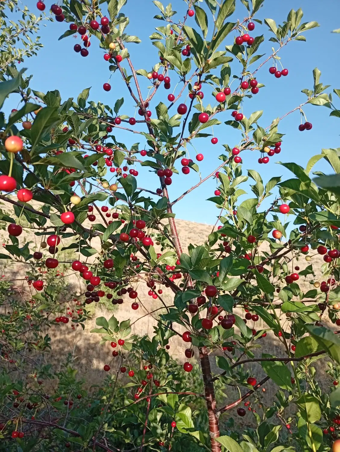 فروش باغ کهن سال با حق آب از  چاه مجوز دار