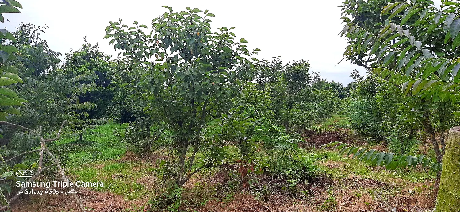 فروش زمین