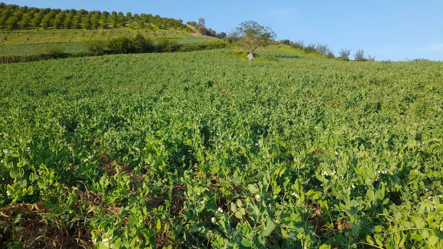 زمین کشاورزی دیمی روستای نومل