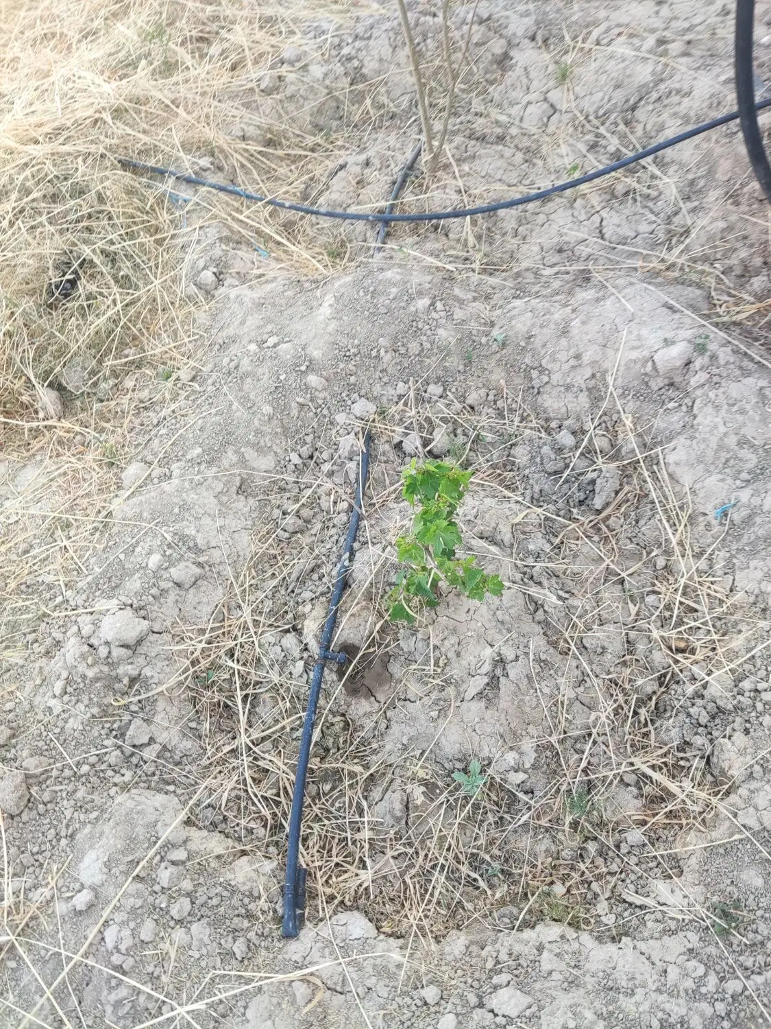 باغ شهری با سهمیه اب هفتگی