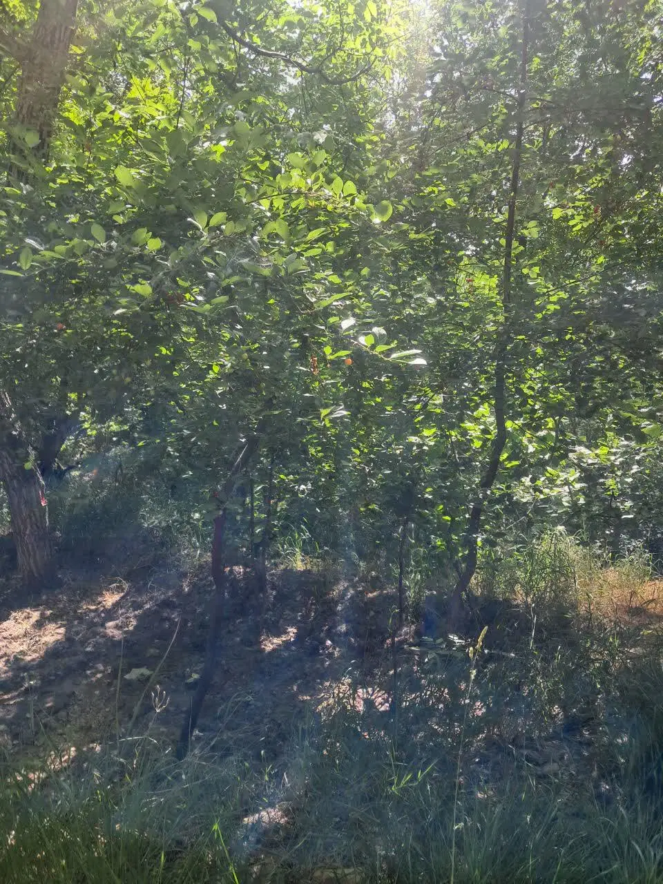 باغ ۱۲۵۰متری گردو کمیجان.وفس