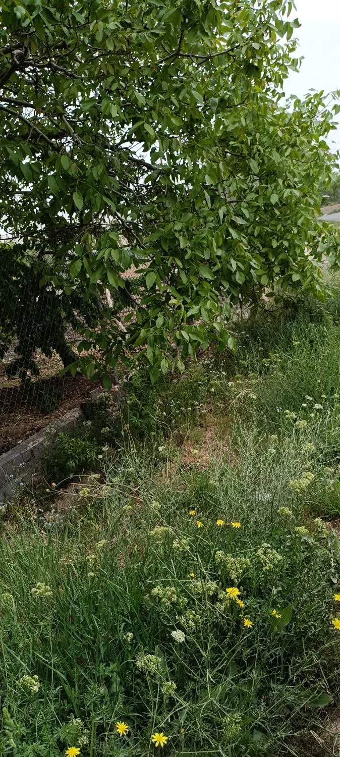 باغ قیمت مناسب کرمجگان