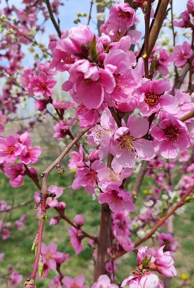 باغچه در امام زاده ، در مسیر نظر آباد به تبت