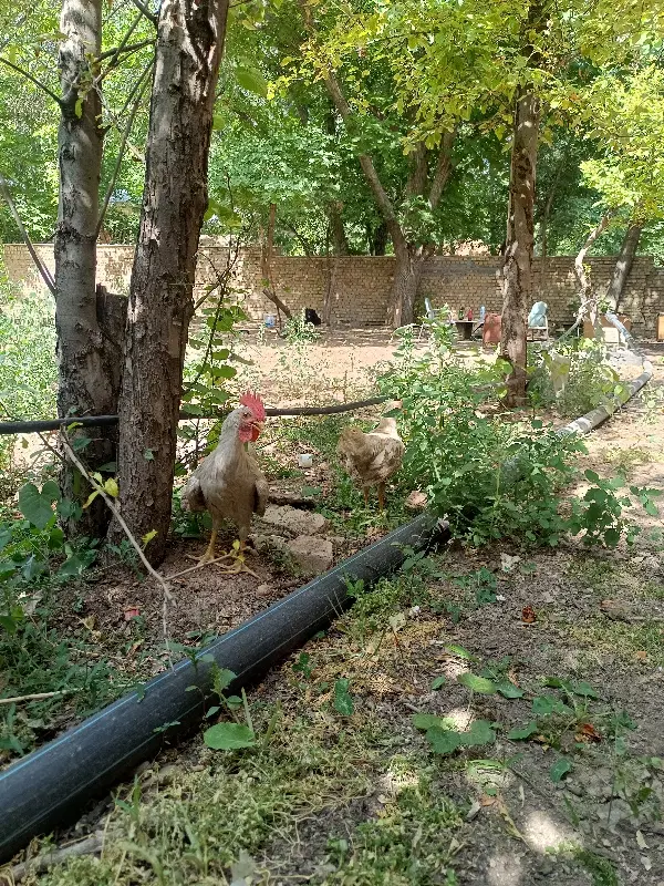 باغچه دربست