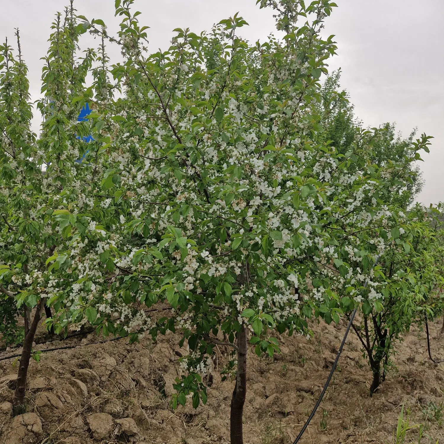 باغ ۱۰۰۰ متری چهار دیواری  روستای پیغمبر