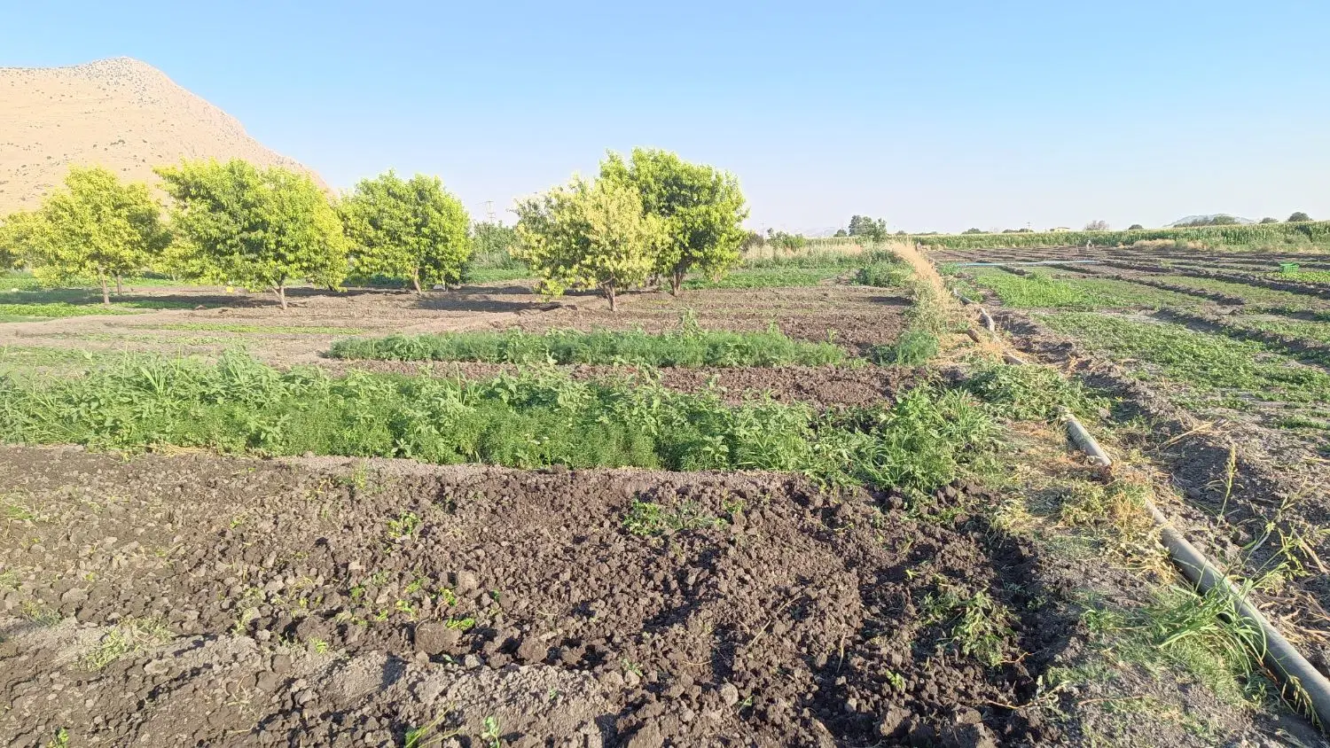 یک قطعه زمین و باغ