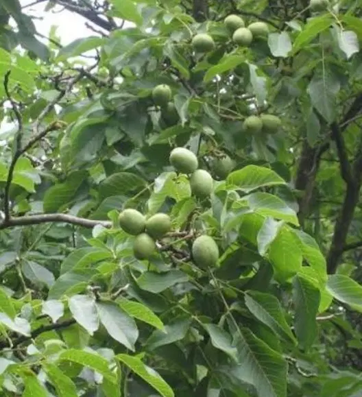 باغ گنجنامه