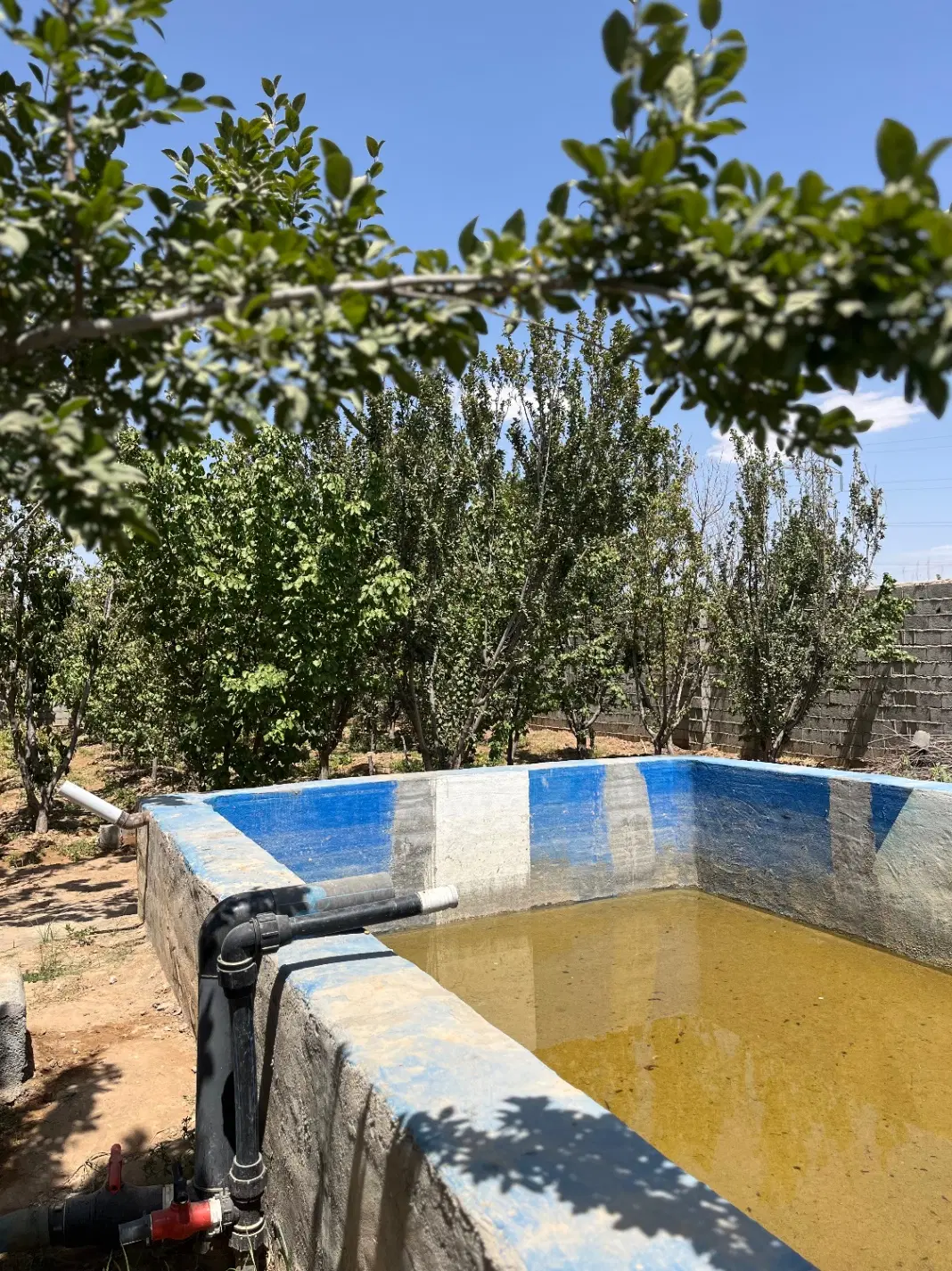 فروش باغ هزار متری در قلعه سفید