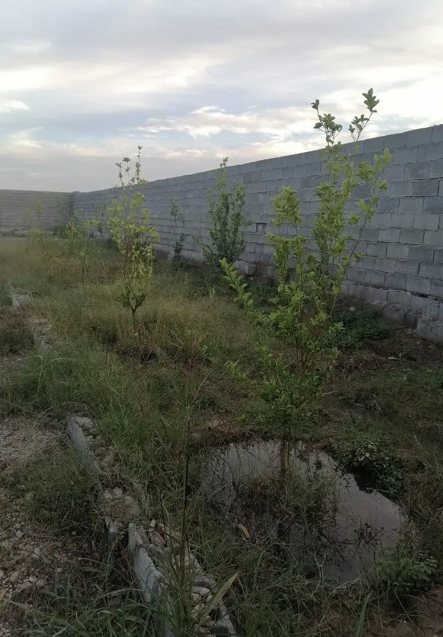 زمین ۵۰۰ متری چمگلک