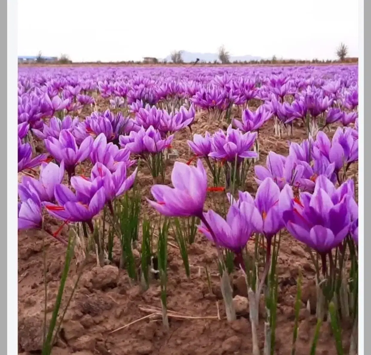 زمین برای کشت زعفران