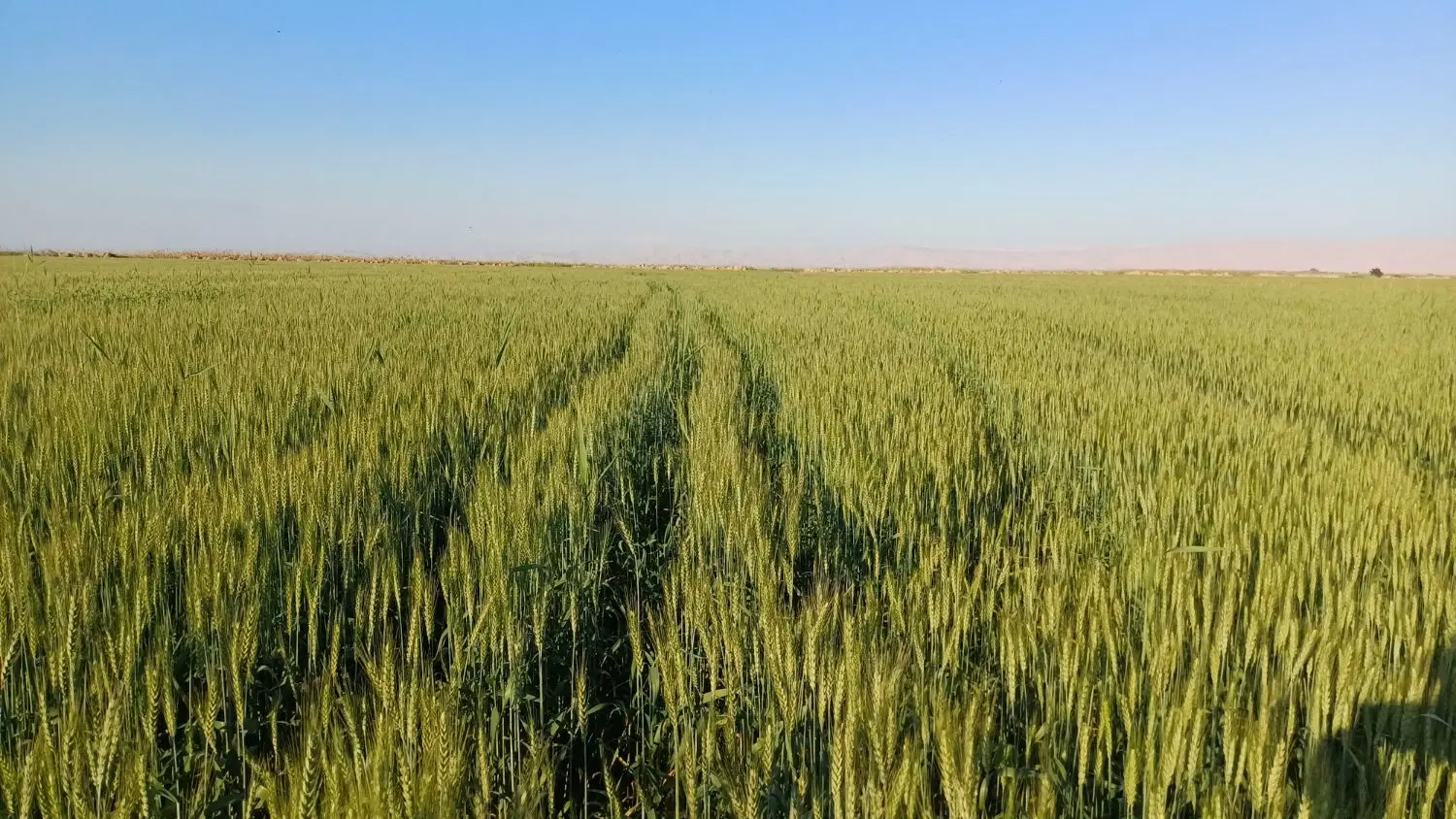 ۱۲ هکتار زمین یه تیکه آبی براه کشت گندم اجاره .