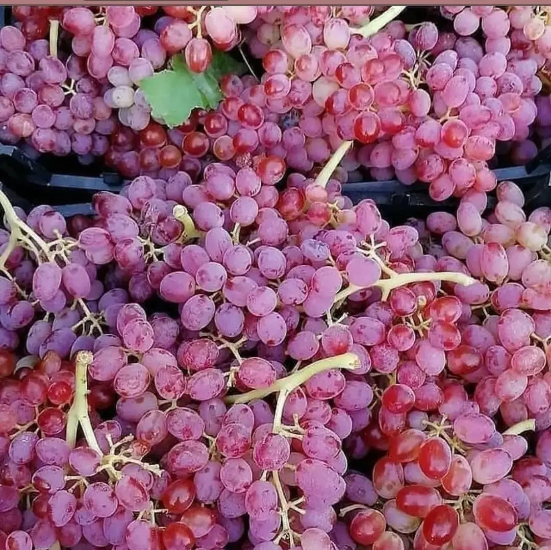 اجاره باغ انگور