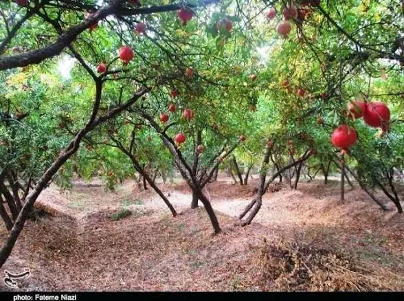 باغ انار توریستی ، دارای موتور اب خنک ۷ اینچی