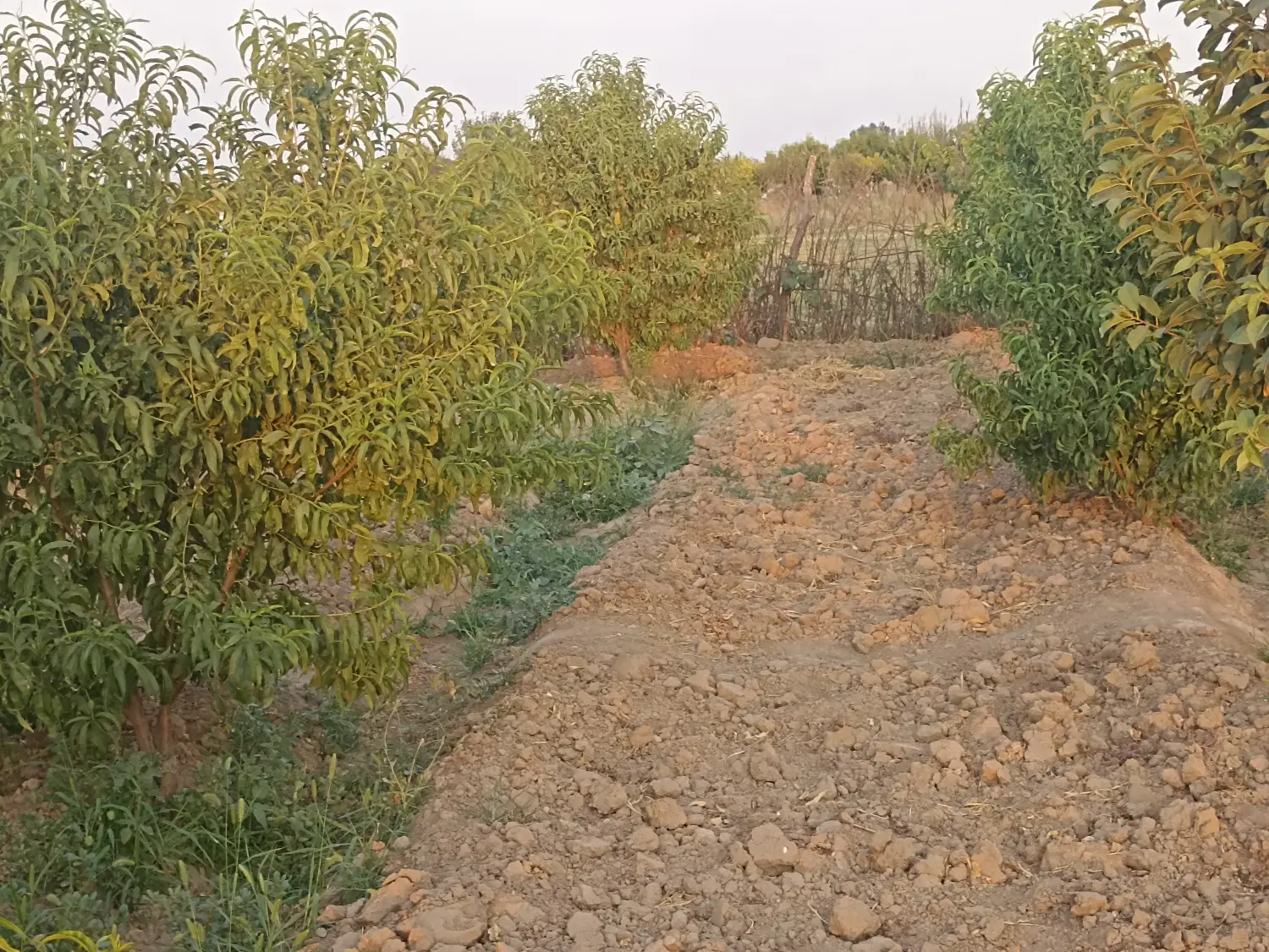 فروش باغچه