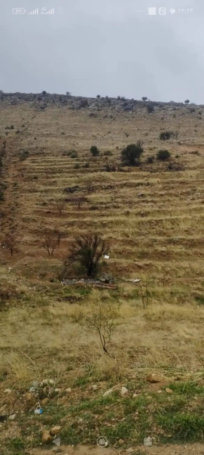 باغ انگوری بش