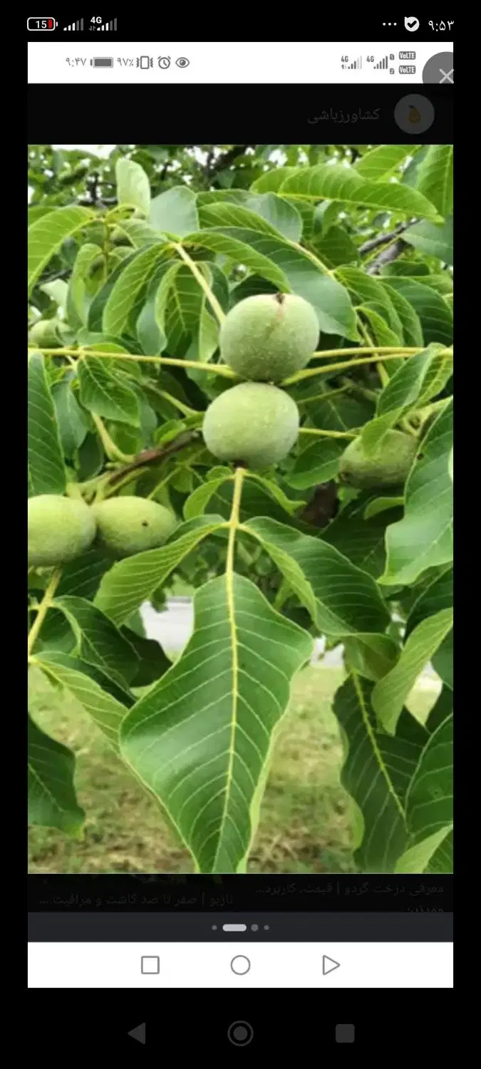 اجاره  محصول باغ گردو