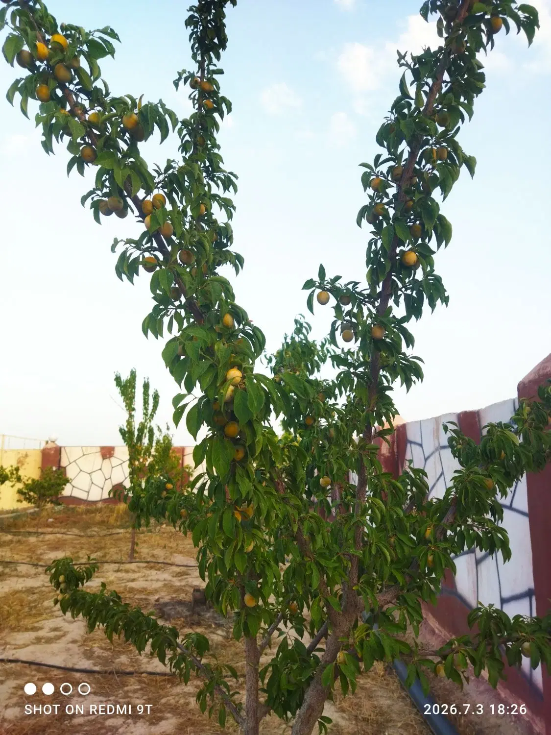 باغ دلباز مناسب کشاورزی  و ساختن ویلا