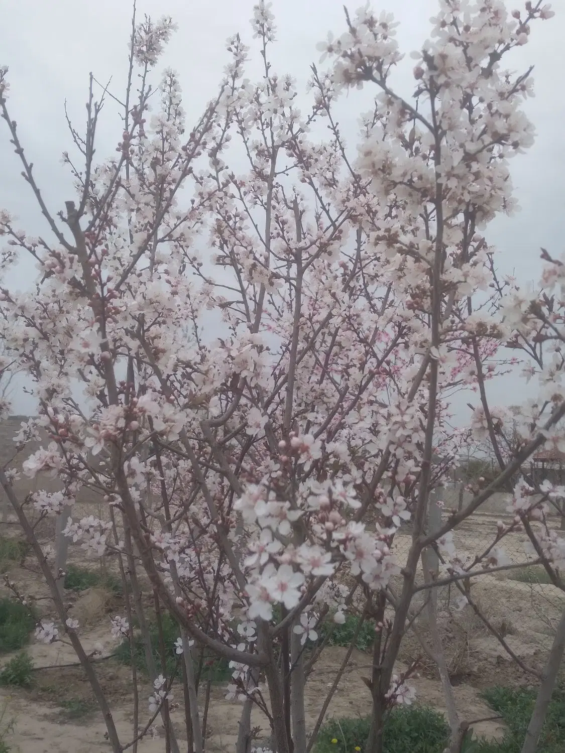 فروش باغچه ویلا