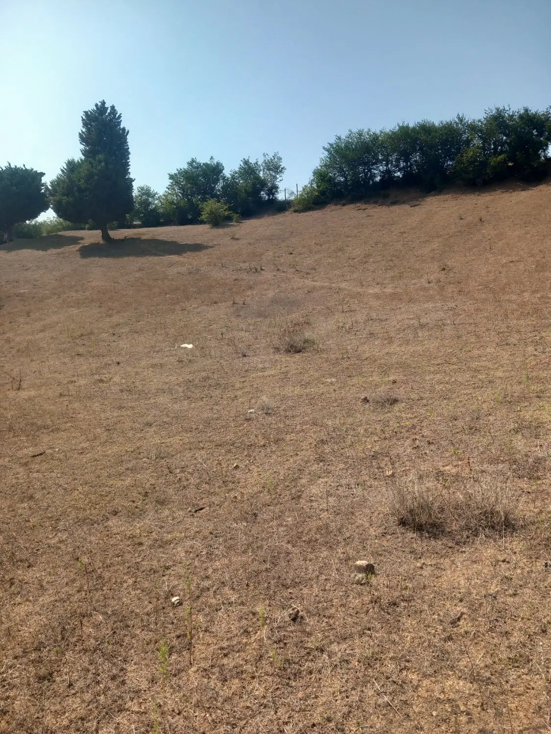 زمین مزروعی