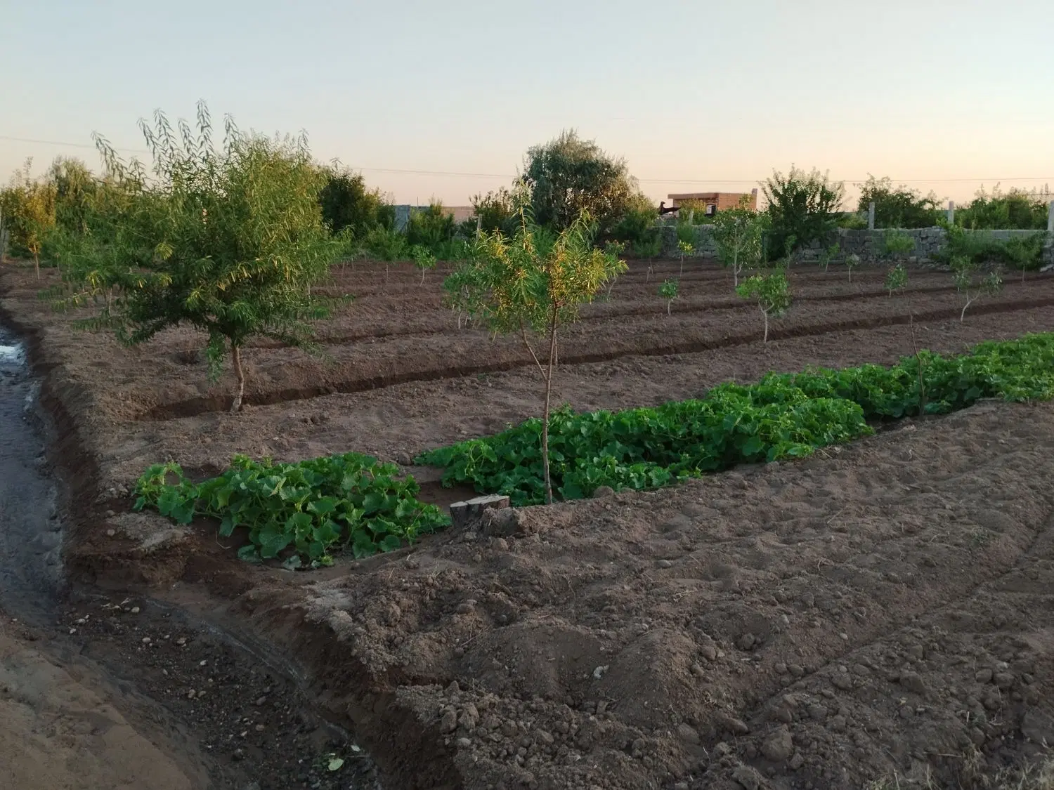 باغ تقریباً ۴من