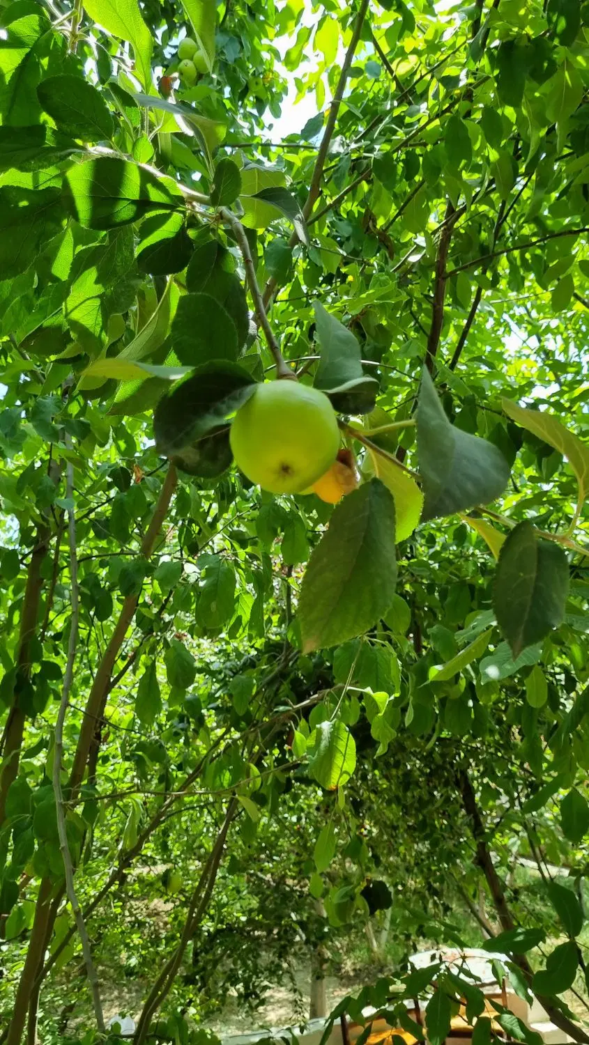 فروش و اجاره سالیانه خونه باغ