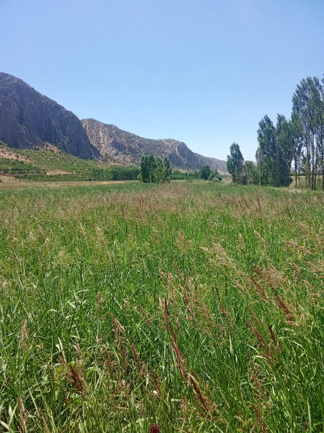 زمین کشاورزی دشتروم