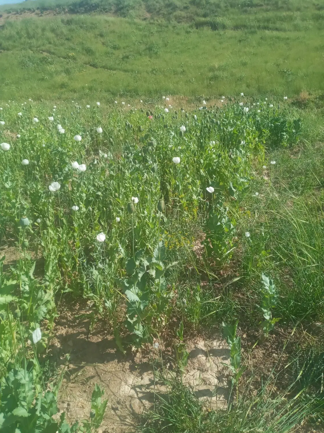 دو هکتار زمین دیم
