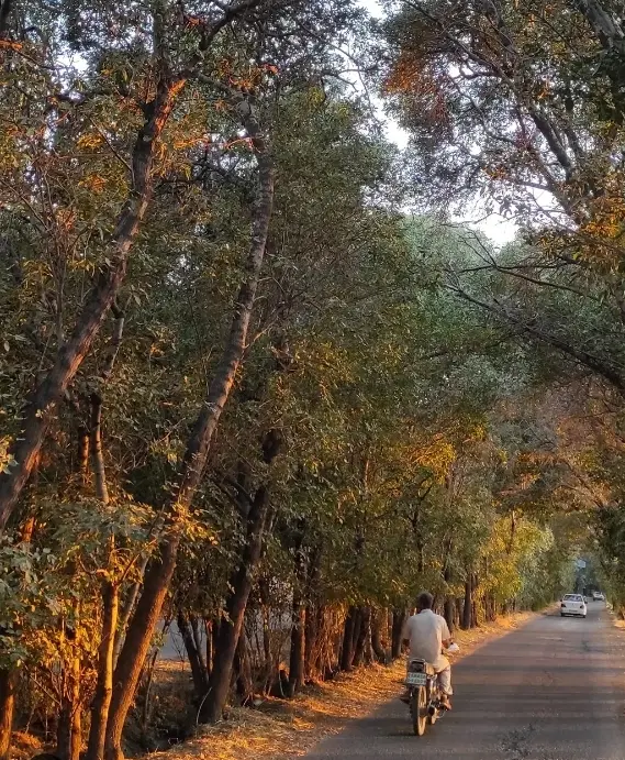 باغ و باغچه اکازیون