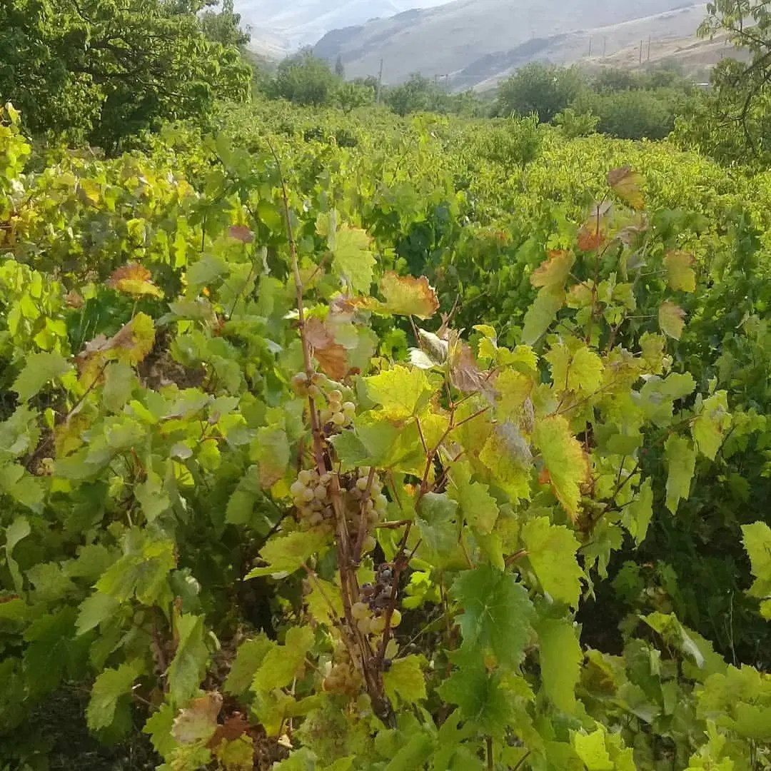 باغ انگور