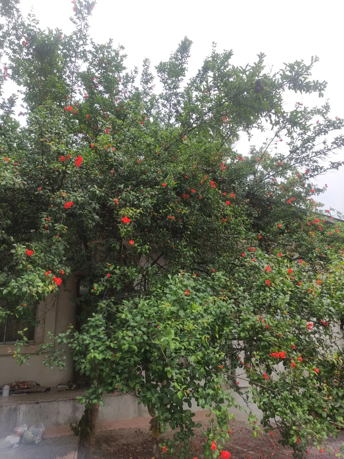 خونه فروشی