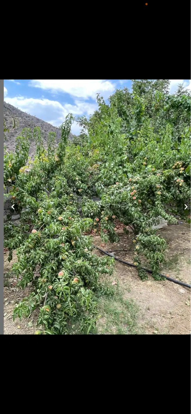 باغ و زمین دلفارد