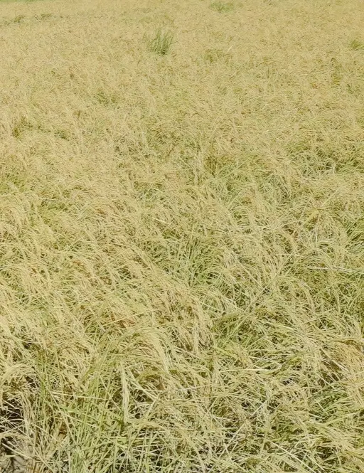 زمین کشاورزی