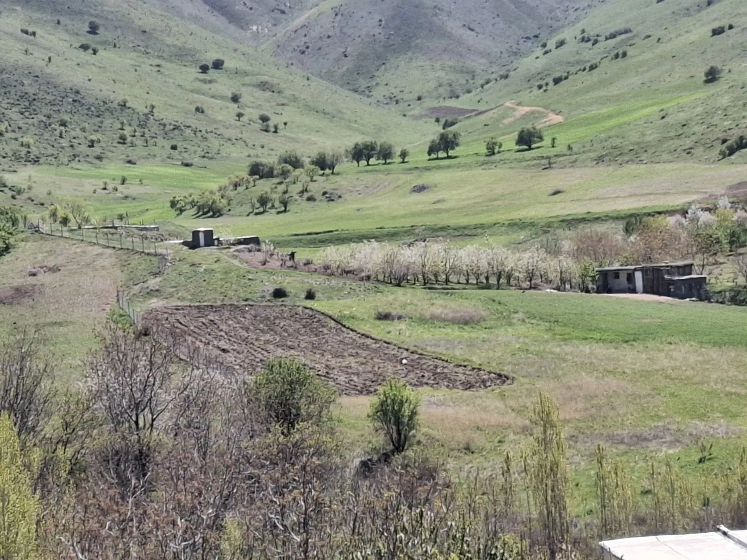 زمین کشاورزی آبی
