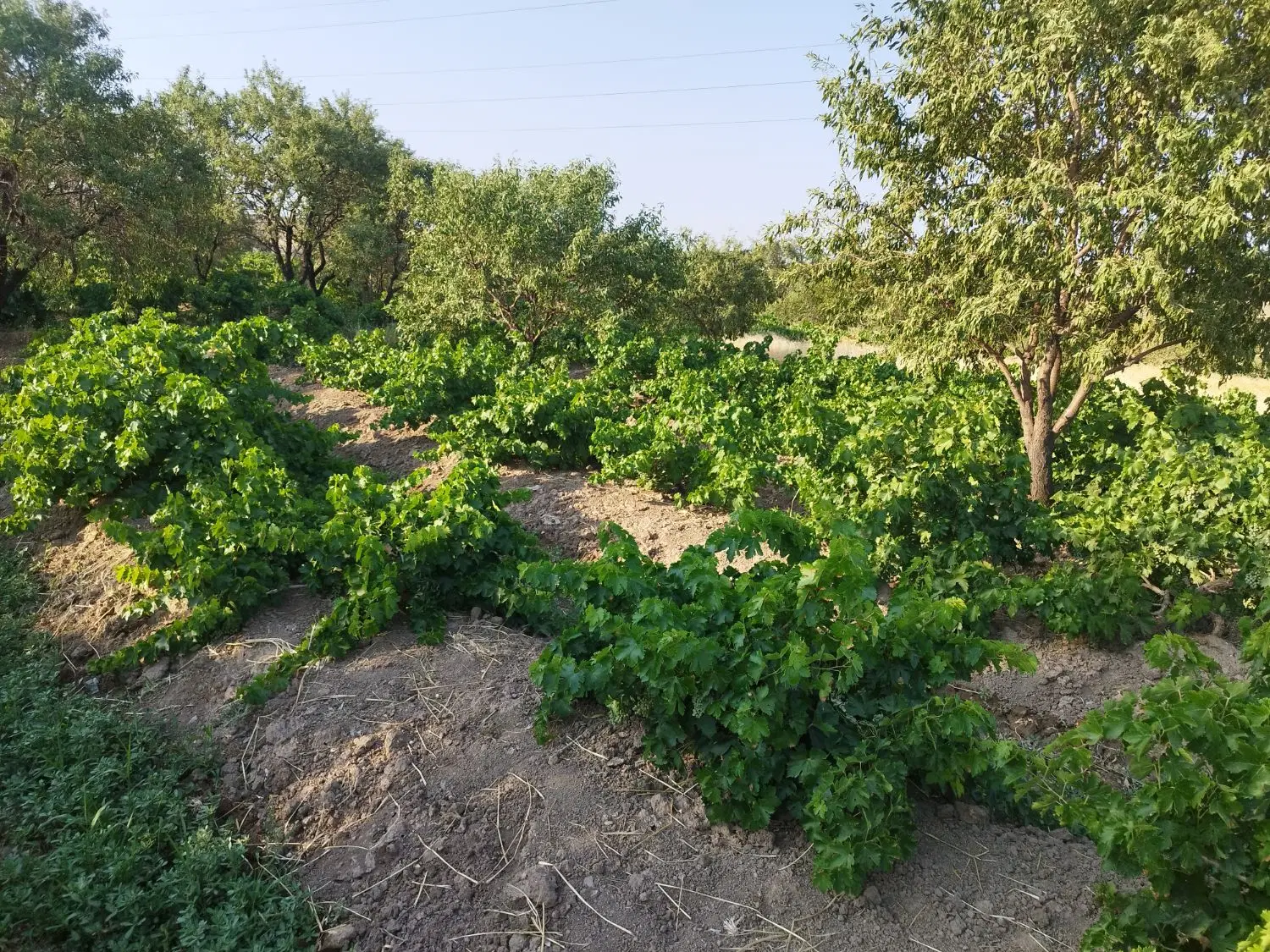 باغ و زمین کشاورزی