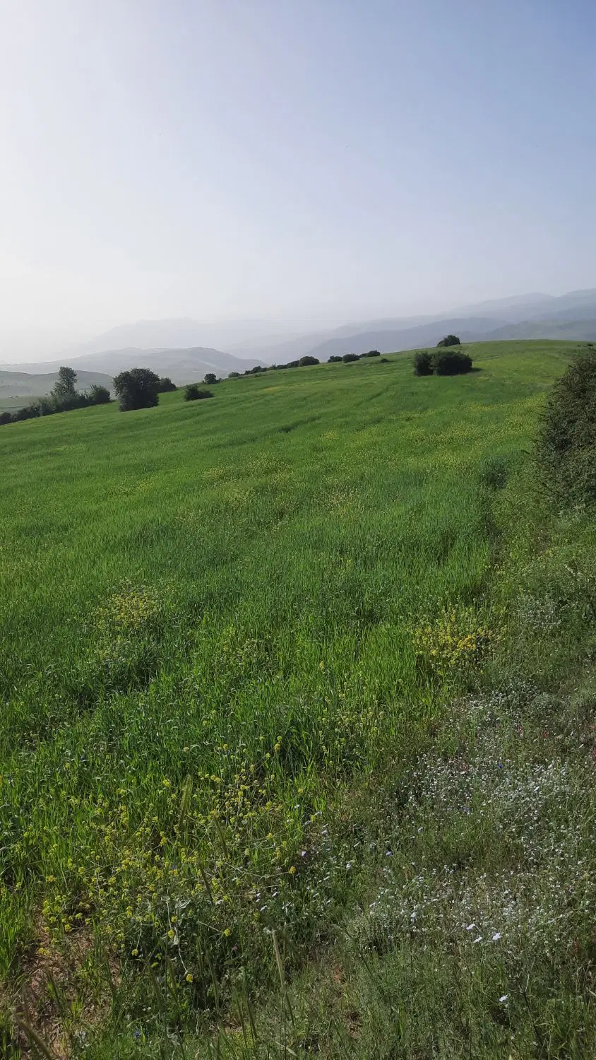 زمین کشاورزی درگیلان.لاهیجان.دیلمان.پش باسندتک برگ