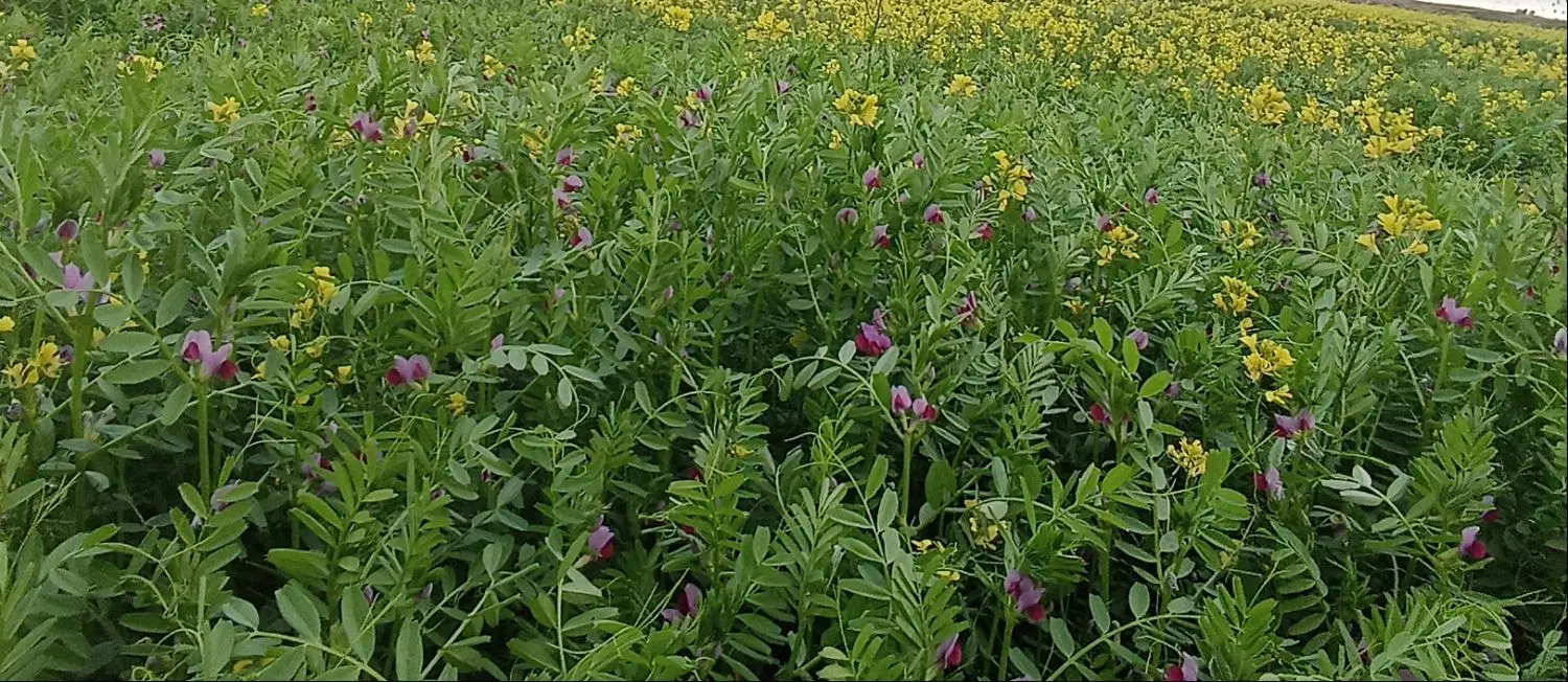 کاه سیاه دانه. ،(قره دنه)
