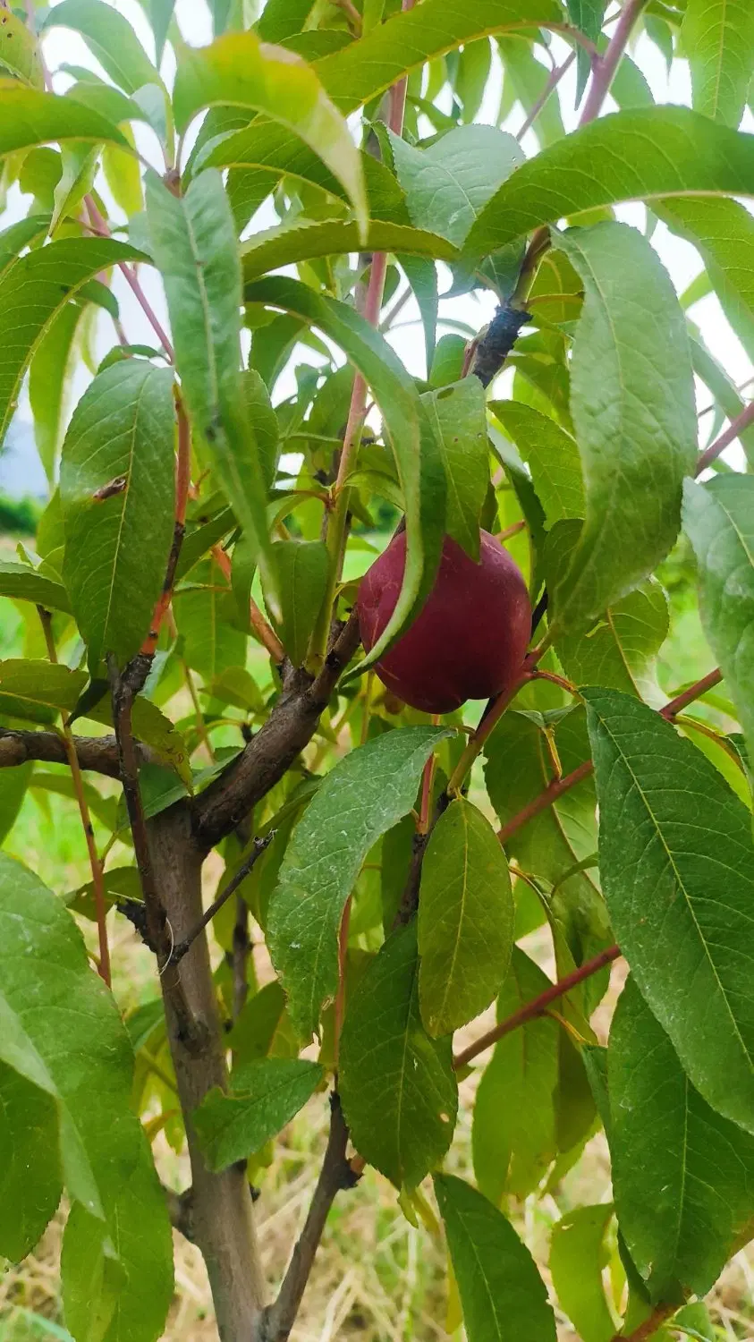 زمین مسکونی - 214 متری- روستای گردشگری وطنا