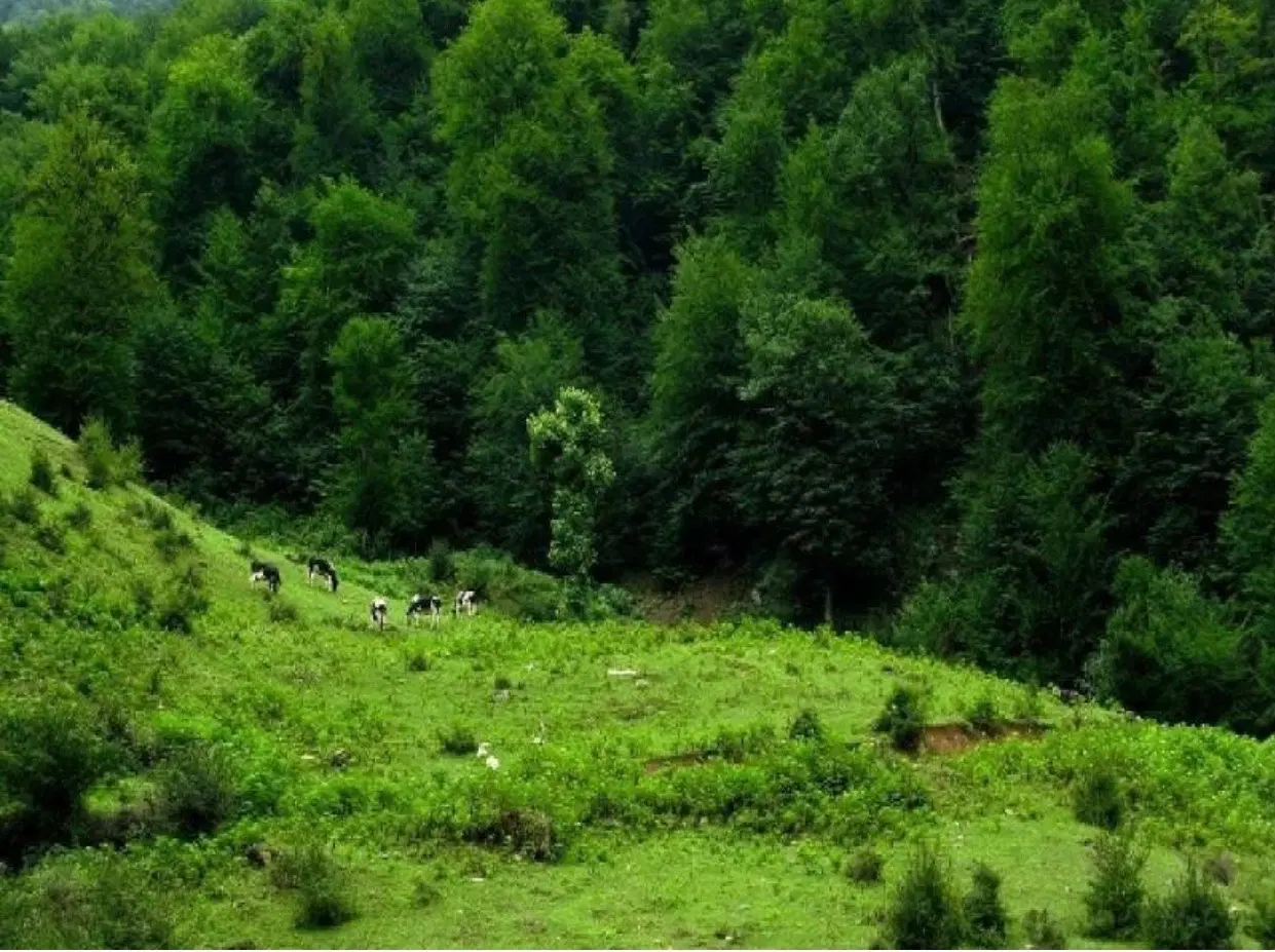 زمین باغی در بن بست باغستان ۲ شصت کلا