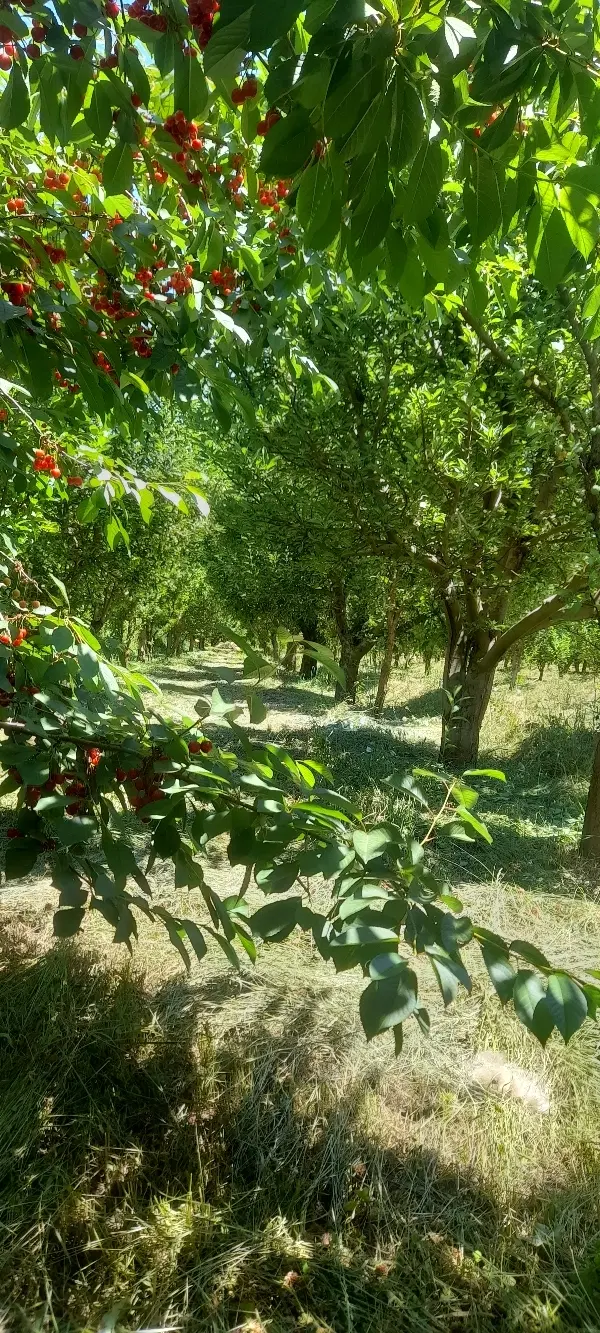باغچه۵۰۰متر_شهیدکلانتری+شورکندسعیدلو_برای ویلاسازی