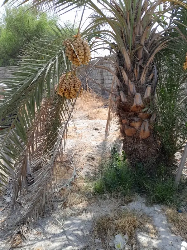 فروش زمین پشته معزاباد